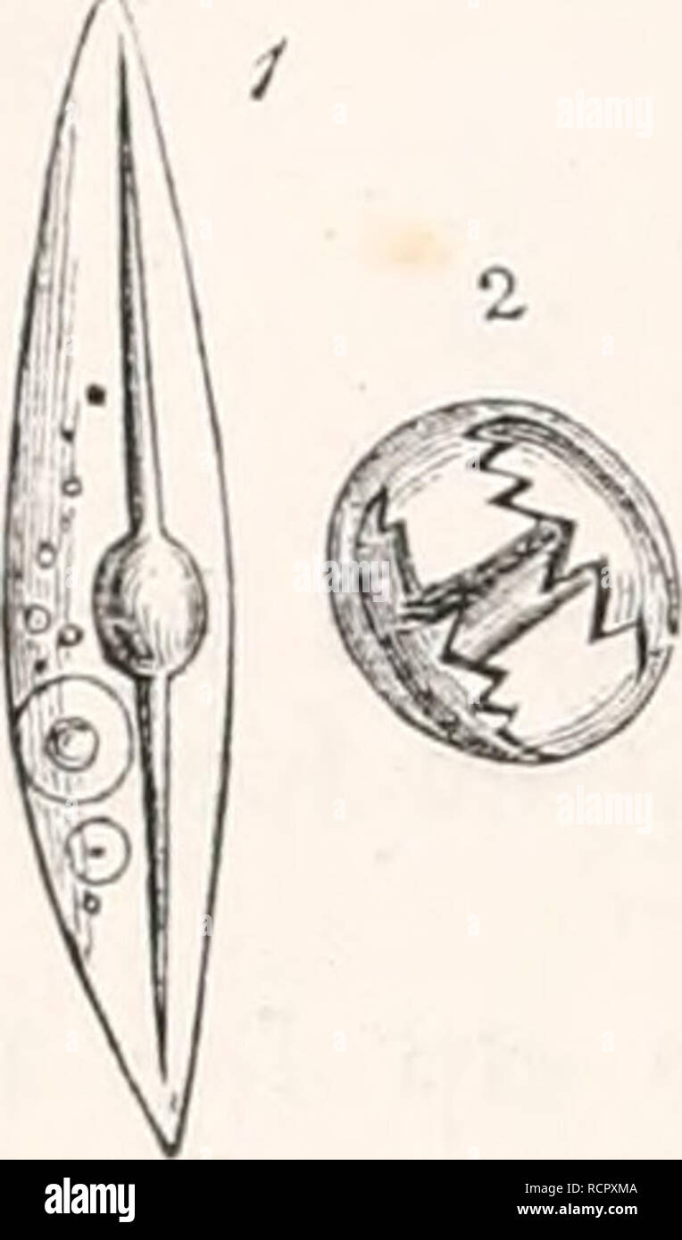 . Elements of comparative anatomy. Anatomy, Comparative. 106 COMPARATIVE ANATOMY.. Fig. 37. 1 Cell with .1 siliceous spicule of Spougilla. 2 Ves- icle with an amphi- disc of Spougilla (after N. Lieber- kiihn). (Fig. 37, 2). The siliceous spicules are ofteu greatly elongated, and form excessively delicate skeletons (Euplectella), or they form bulky structures which project as tufts of fila- ments far beyond the body (Hyalonema). Lastly, in the Fibrospongia?, the skeleton of the body is formed by fibres united into a network, which consist of a substance allied to chitin. In the Acalephas also t Stock Photo