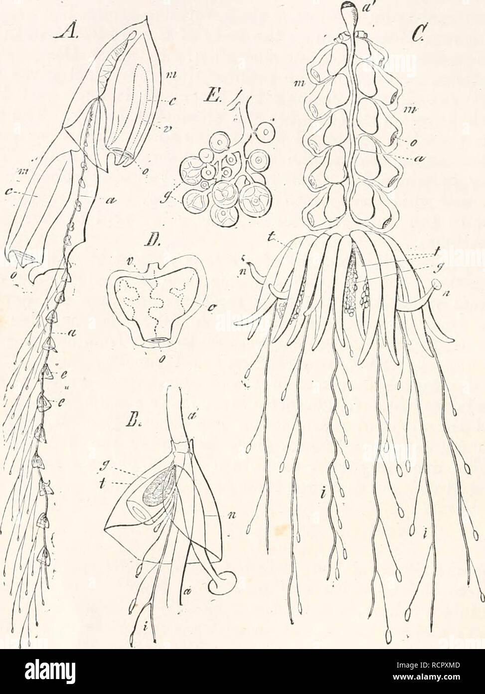 . Elements of comparative anatomy. Anatomy, Comparative. 96 COMPARATIVE ANATOMY. These are— 1) Locomotive Persons (Nectocalyces) : these conform most completely to the Medusa-type, and are united together by twos. Fig. 33. Some colonics of Siphonopliora. ADiphyes campanulata. B A group of appendages of the stem of the same Diphyes. C Physophora hydrostatica. A separate nectocalyx of it. E Cluster of female generative buds of Ayalma Sarsii. D a Trunk or axis of the colony, d Air-bladder. m Nectocalyx. c Cavity in nectocalyx, invested by a contractile membrane, v Canals in the walls of this cavi Stock Photo