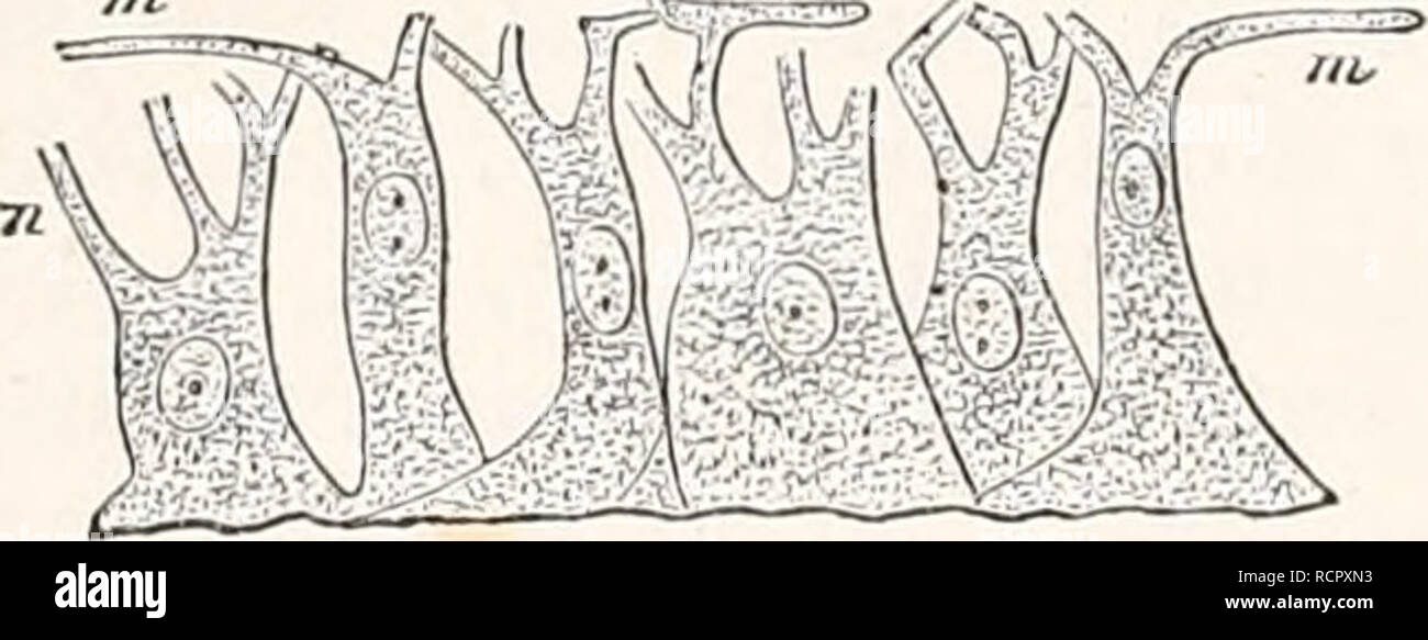 Elements of comparative anatomy. Anatomy, Comparative. 30 COMPARATIVE ANATOMY. b. The Animal Tissues. § 25. In the epithelial, as well as in connective tissues, the product of the differentiation of the Elements of comparative anatomy. Anatomy, Comparative. 30 COMPARATIVE ANATOMY. b. The Animal Tissues. § 25. In the epithelial, as well as in connective tissues, the product of the differentiation of the