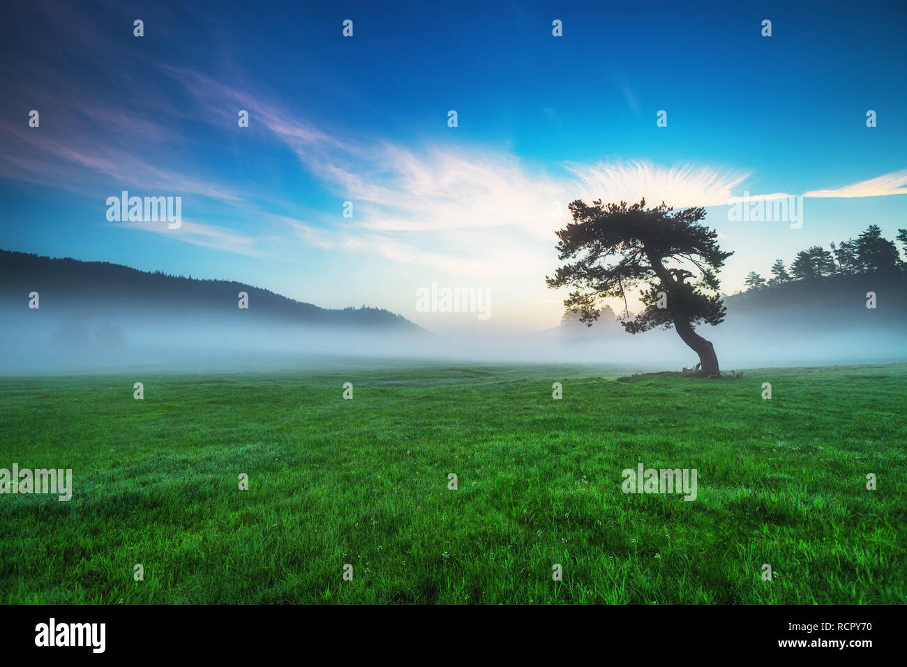 Misty pine forest hi-res stock photography and images - Alamy