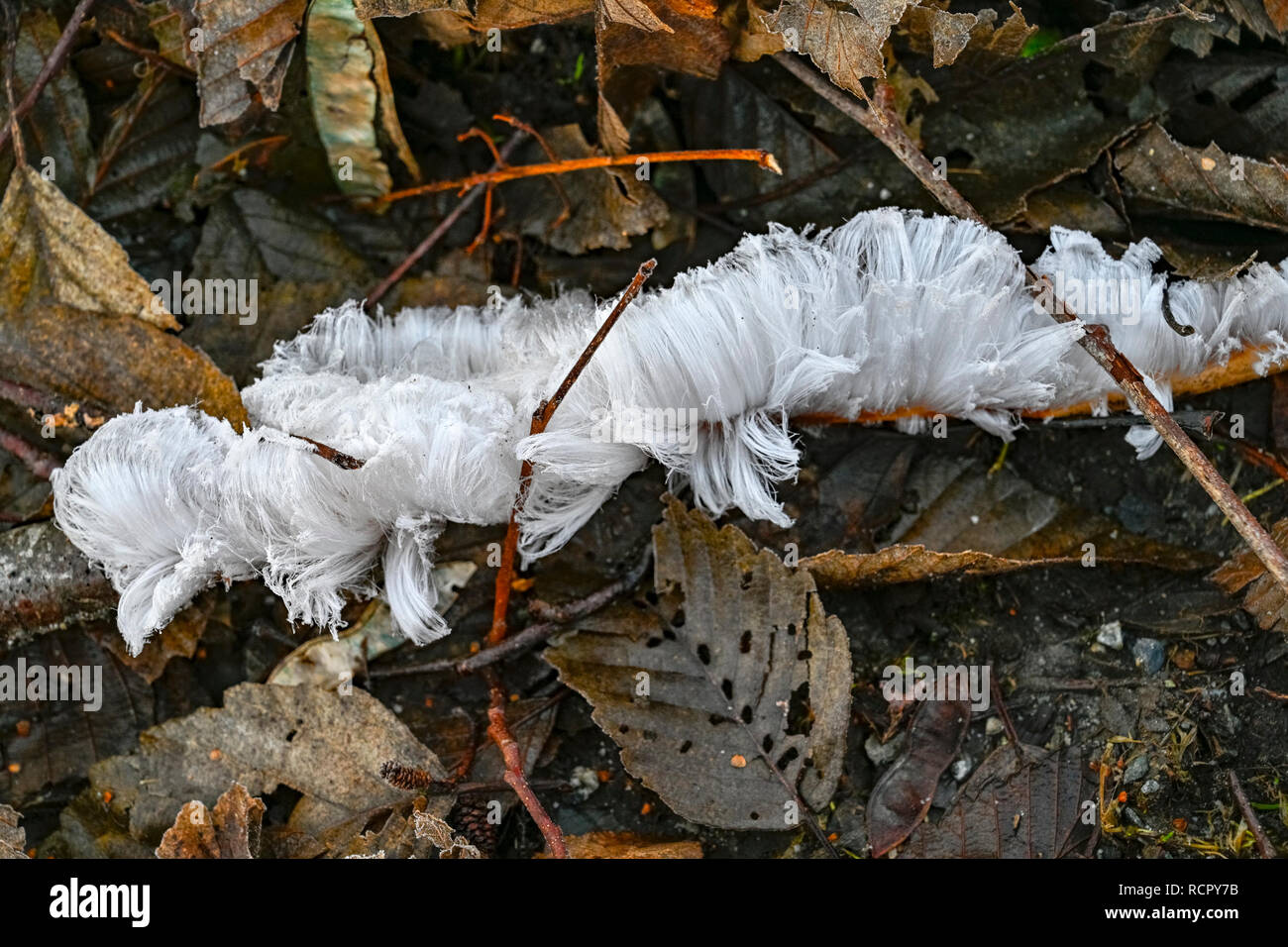feathery-hoar-frost-flowers-on-decaying-branches-burnaby-lake-regional