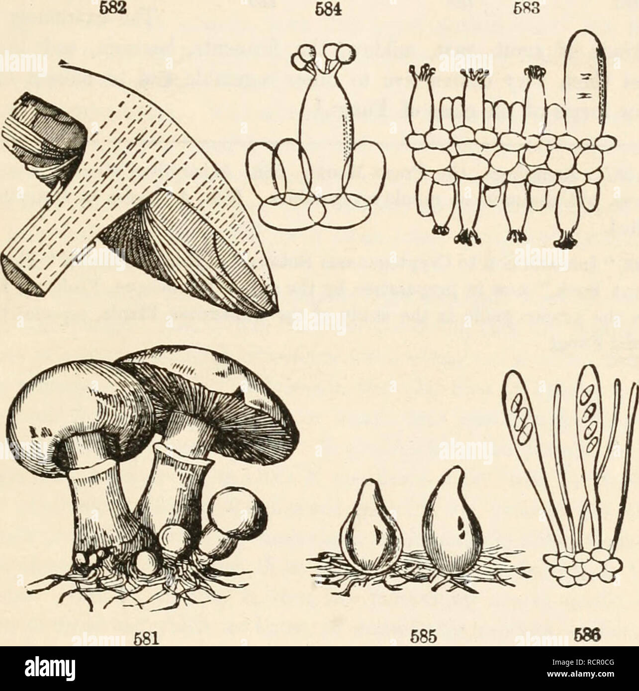 . The elements of botany for beginners and for schools. Botany. SECTION 17.] THALLOPHYTES. 173 cells lengthen and branch, growing by the absorption through their whole surface of the decaying, or organizable, or living matter which they feed upon. In a Mushroom (Agaricus), a knobby mass is at length formed, which develops into a stout stalk (^Stipe), bearing the cap {Pileus) -. the under side of the cap is covered by the Hymenium, in this genus consisting of radiating plates, the gills or Lamellee; and these bear the powdery spores in immense numbers. Under the microscope, the gills are found  Stock Photo