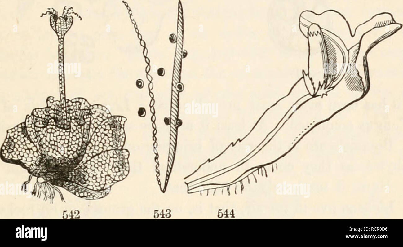 . The elements of botany for beginners and for schools. Botany. SECTION 17.] BRYOPHYTES. 1G5 and very lijgrometric threads (called Elaters) which are thought to aid ia the dispersiou of the spores. (Eig. 542-54:1.) 502. Marchautia, the commonest and largest of the true Liverworts, forms large green plates or fronds on damp and shady ground, and sends up from some part of the upper face a stout stalk, ending in a several-lobed umbrella-shaped body, under the lobes of which hang several thin-walled spore-cases, wliicb burst open and discharge spores and elaters. Riccia natans (Fig. 545) consists Stock Photo