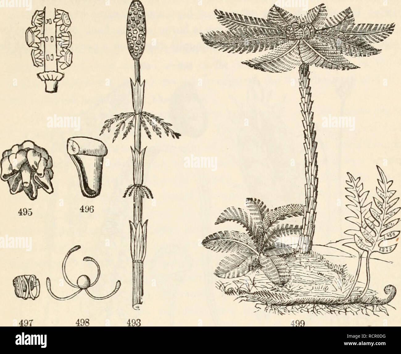 . The elements of botany for beginners and for schools. Botany. SECTION 17.] PTERIDOPHYTES. 157 side and discharge a great number of green spores of a size large enough to be â well seen by a hand-glass. The spores are aided in their discharge 494. 499 and dissemination by four club-shaped threads attached to one part of them. These are hygrometric: when moist they are rolled up over the spore ; when dry they straighten, and exhibit lively movements, closing over the spore when breathed upon, and unrolHug promptly a moment after as they dry. (See Fig. 493-498.) 4S6. Ferns, or Filices, a most a Stock Photo