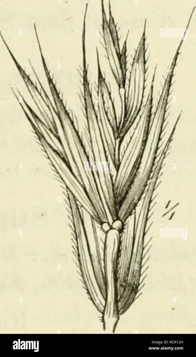 . Deutschlands Gräser und Getreidearten zu leichter Erkenntniss nach dem Wuchse, den Blättern, Blüthen und Früchten zusammengestellt und für die Land- und Forstwirtschaft nach Vorkommen und Nutzen ausführlich beschrieben. Plants. Kig. 300. TTuid. eiiropficiiiii. h ilas mittlere Aehrchen : die Gran- nen nnd heicie Seitenührchen abjje- schnitten. 5/&gt;. die Spelze. Fig. oU). Elymus circnaiius. Zwei Absätze, der obere mit i Achrehen. 19. Flymiis' L., Ilaargra.s. Pohl.: IVydnuichrzijcu. HolL: Zeeharer; Zandhaver. Dan.: tSandhacre; Sti-a/id/ivede; Marehalm. SclnvecL: &gt;S(ra)idrnf/; Fdni. Engl.:  Stock Photo