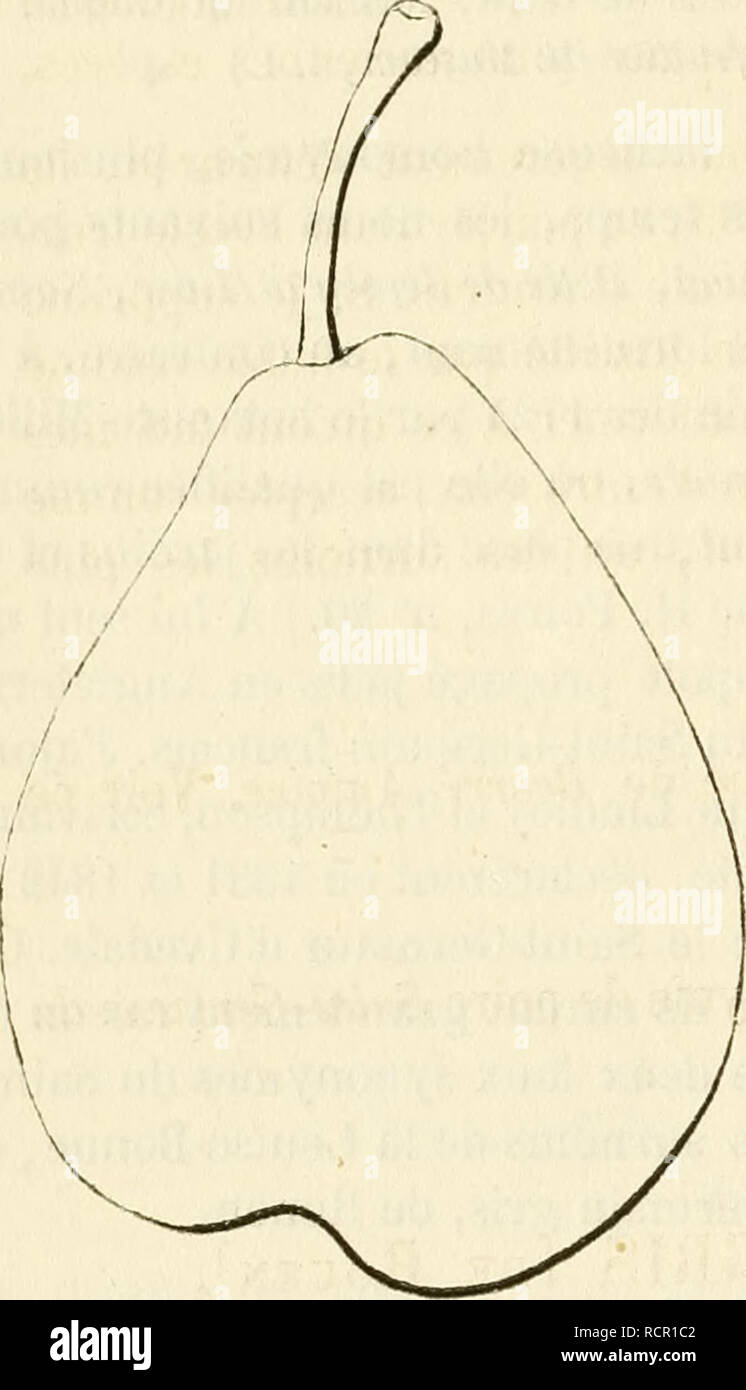 . Dictionnaire de pomologie, contenant l'histoire, la description, la figure des fruits anciens et des fruits modernes les plus gÂ©nÂ©ralement connus et cultivÂ©s. Fruit-culture. 622 S AI [saint-germain doc â ÃTÃ] Poire SAINT-GERMAIN DU DOCTEUR UVEDALE. - Synonyme de poire Tonneau. Voir ce nom. Poire SAINT-GERMAIN DORÃ. â Synonyme de poire de Saint - Germain [d'Hiver]. Voir ce nom. Poire SAINT-GERMAIN DUTILLEUL. â Synonyme de poire Saint-Germain du Tilloy. Voir ce nom. 821. Poire SAINT-GERMAIN D'ETE. Synonymes. â Poires . 1. HoE LANGER HOE LIEVER ( Herman Kuoop, Pomologie, 1771, 2^ partie, p.  Stock Photo