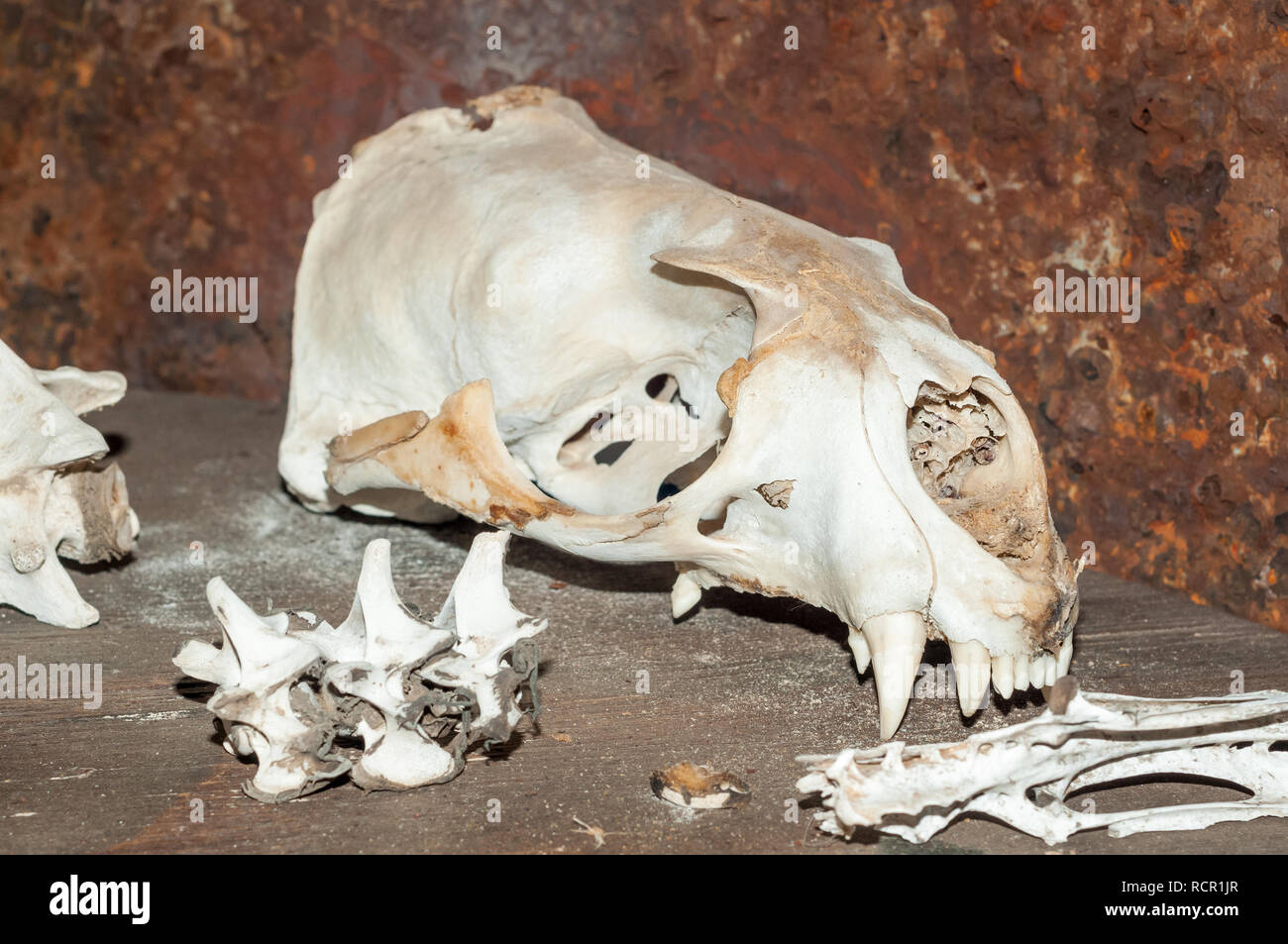Brown fur seal skull, Cape cross lodge museum, Namibia Stock Photo