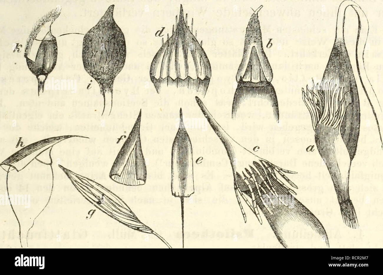 . Deutschlands moose, oder Anleitung zur kenntniss der laubmoose Deutschlands, der Schweiz, der Niederlande und Dänemarks für anfänger sowohl wie für forscher bearb. Botany; Botany; Mosses; Botany; Botany. H ü 11 e n b r e c h e r m o o s e (C a 1 y m p c r a c e a e ). 267 der Ablhcilung Syntrichia clor Gattung- Barbula, diese Gattung ihr Ana- logon in Pottia, während unter den Orthotrichaceen ein Zygodon conoi- deus, ein Orthotrichum diaphanum, Sprue ei, cup u 1 a t um , ein Mae r o m i t r.i um o r th o s ti cli u m , eine G ii mb e 1 i a lax a aus Mexiko u. s. w. ein Blattnetz zeigen, das  Stock Photo