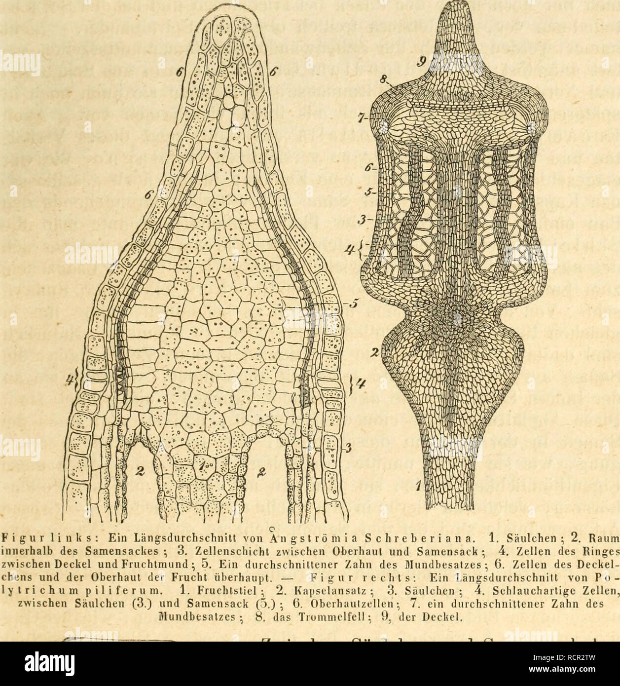 Deutschlands Moose, Oder Anleitung Zur Kenntniss Der Laubmoose  Deutschlands, Der Schweiz, Der Niederlande Und Dänemarks Für Anfänger  Sowohl Wie Für Forscher Bearb. Botany; Botany; Mosses; Botany; Botany. Iv. Was  Ist Ein