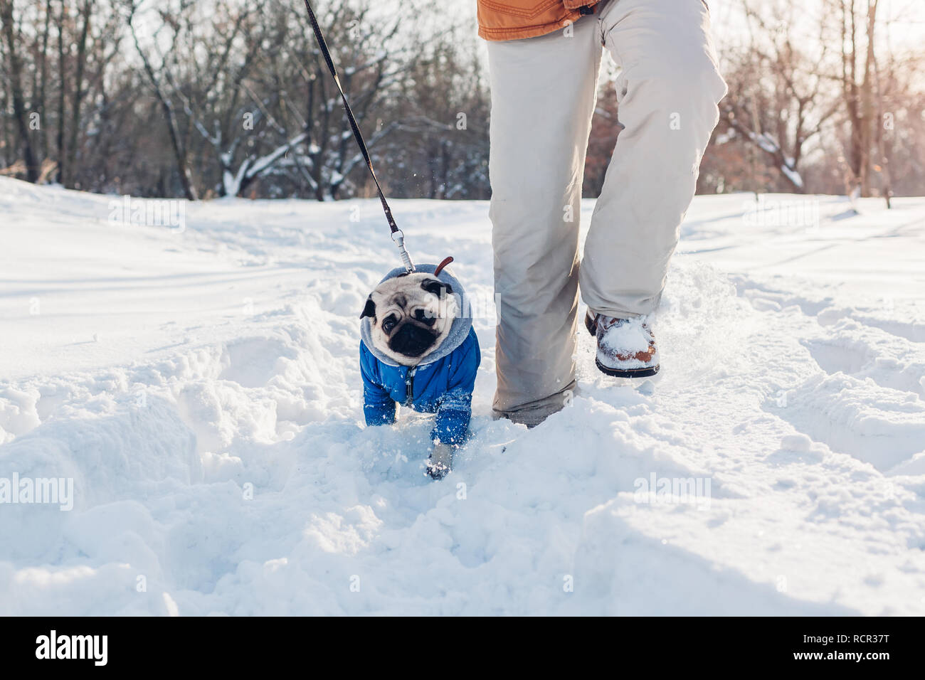 Pug dog walking on snow with his master. Puppy wearing winter coat. Clothes for animals Stock Photo