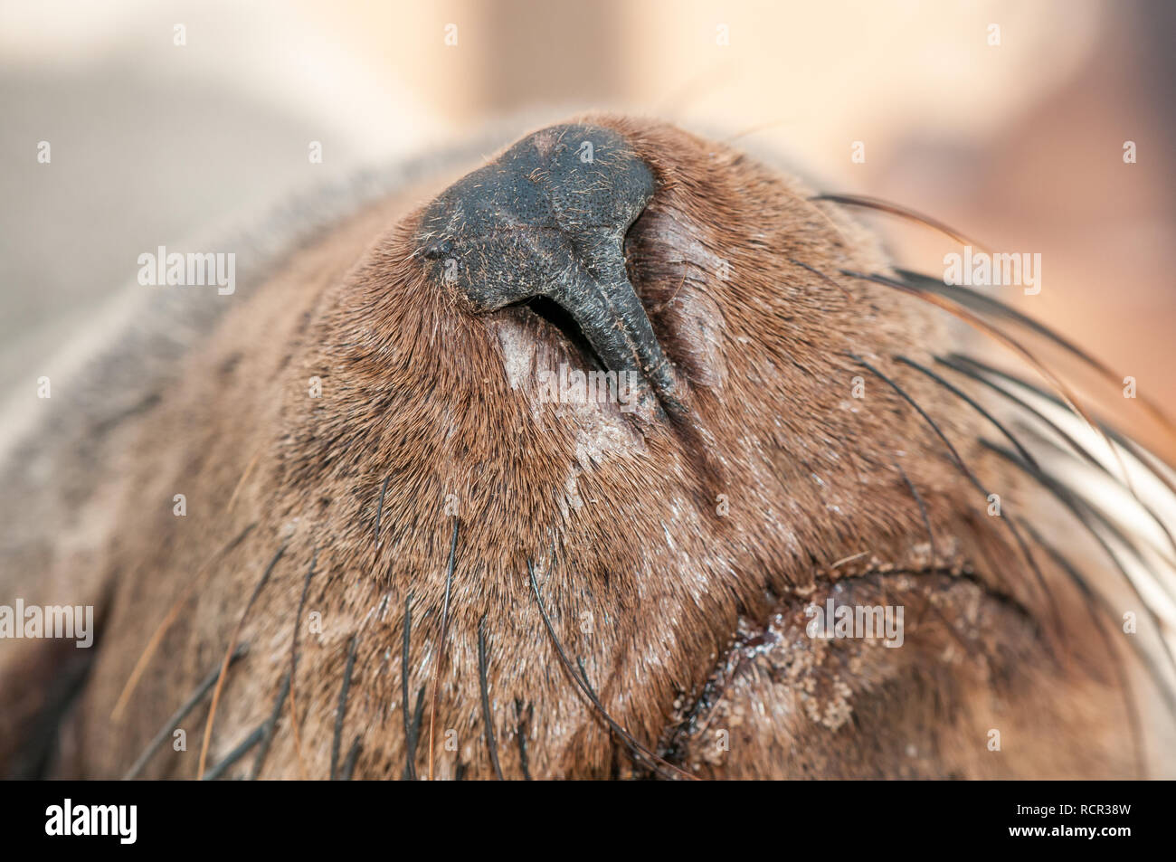 Brown fur seal, Arctocephalus pusillus, snout with whiskers, Cape Cross Seal Reserve, Namibia Stock Photo