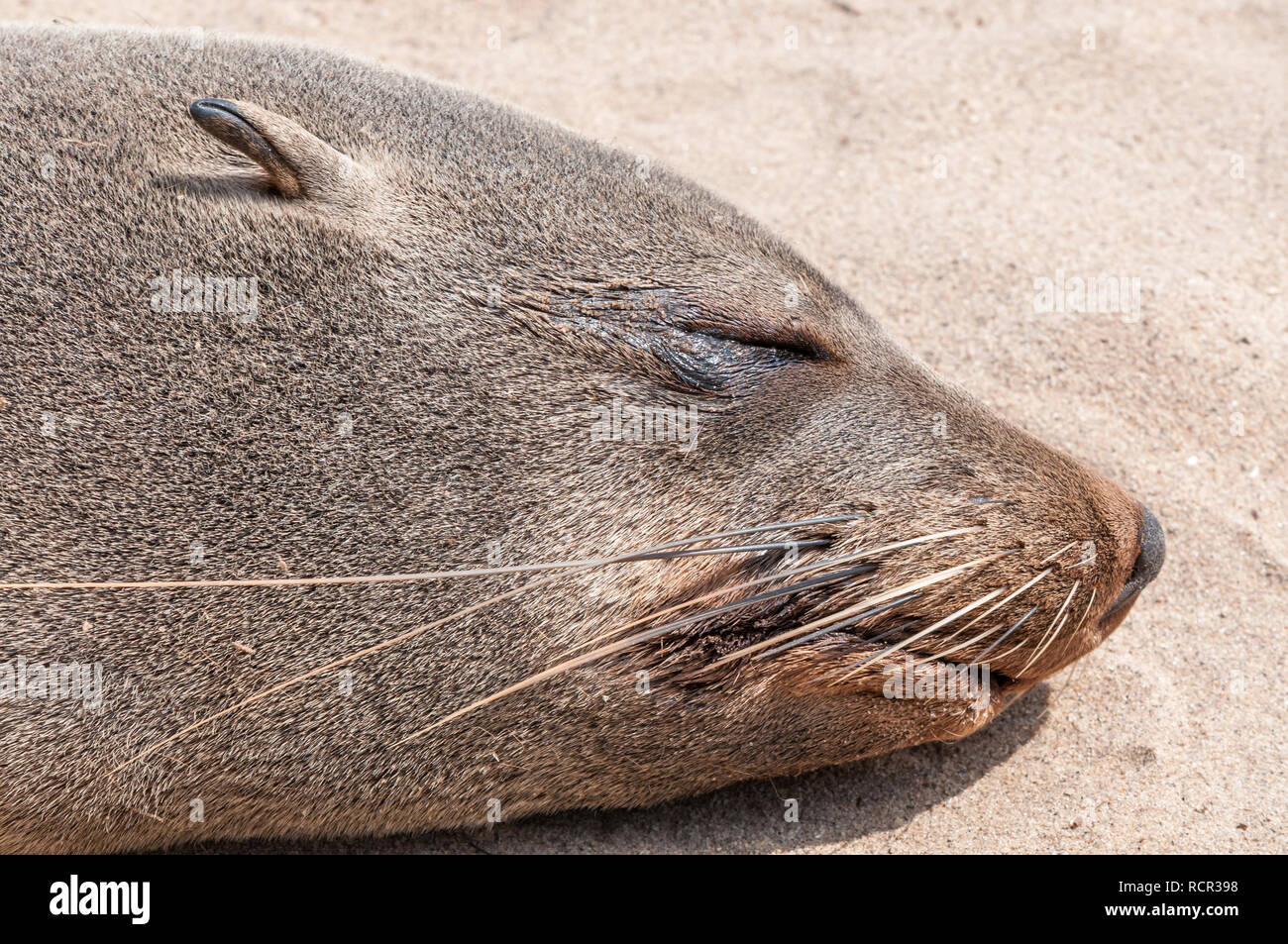 Brown fur seal, Arctocephalus pusillus, snout with whiskers, Cape Cross Seal Reserve, Namibia Stock Photo