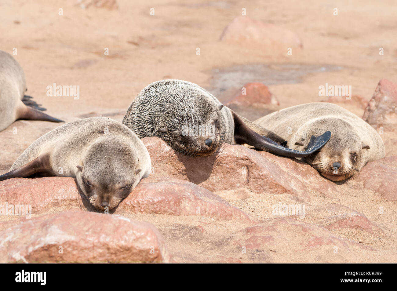 Brown fur seal, Arctocephalus pusillus, Cape Cross Seal Reserve, Namibia Stock Photo