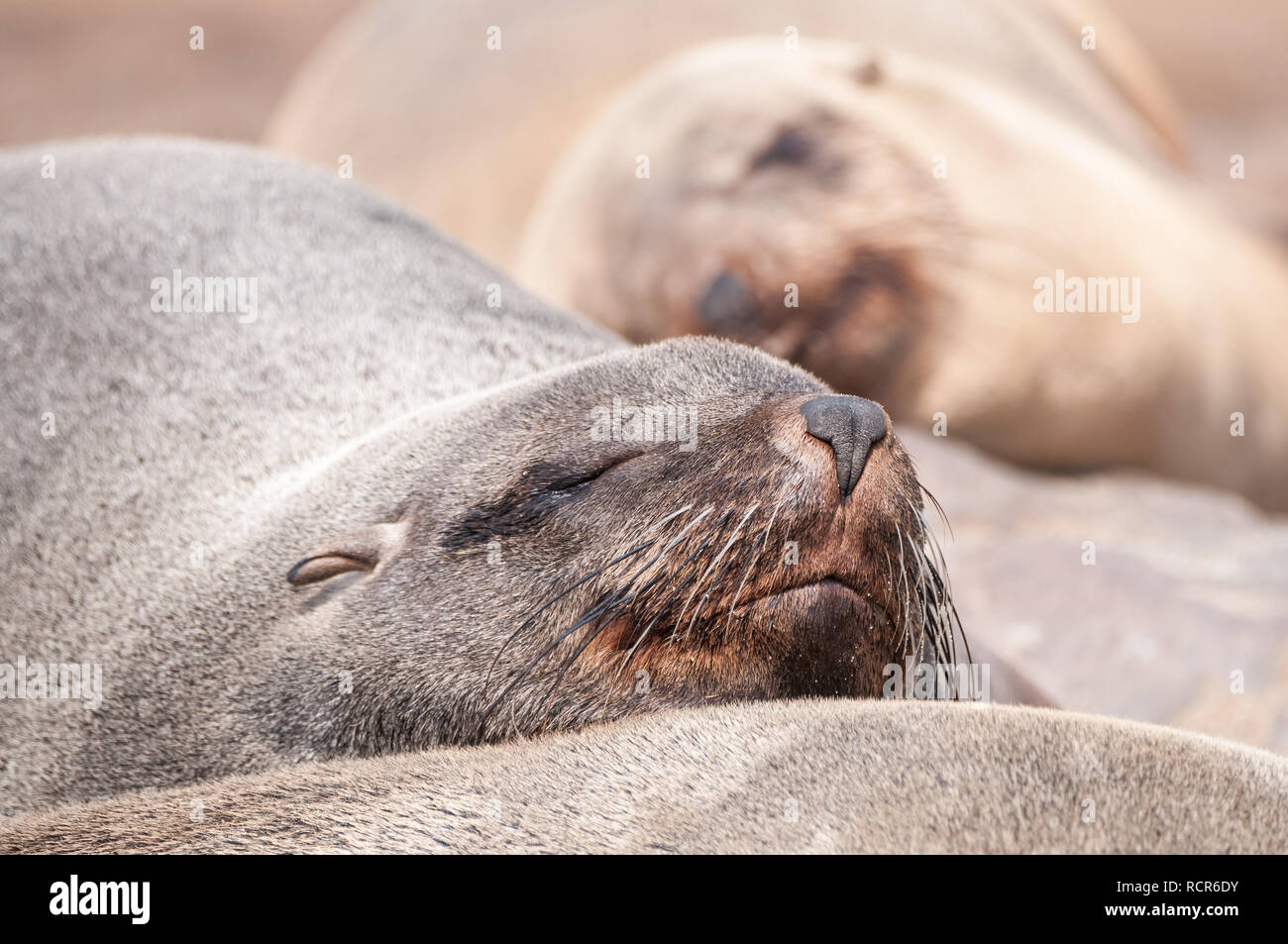 Brown fur seal, Arctocephalus pusillus, snout with whiskers, Cape Cross Seal Reserve, Namibia Stock Photo