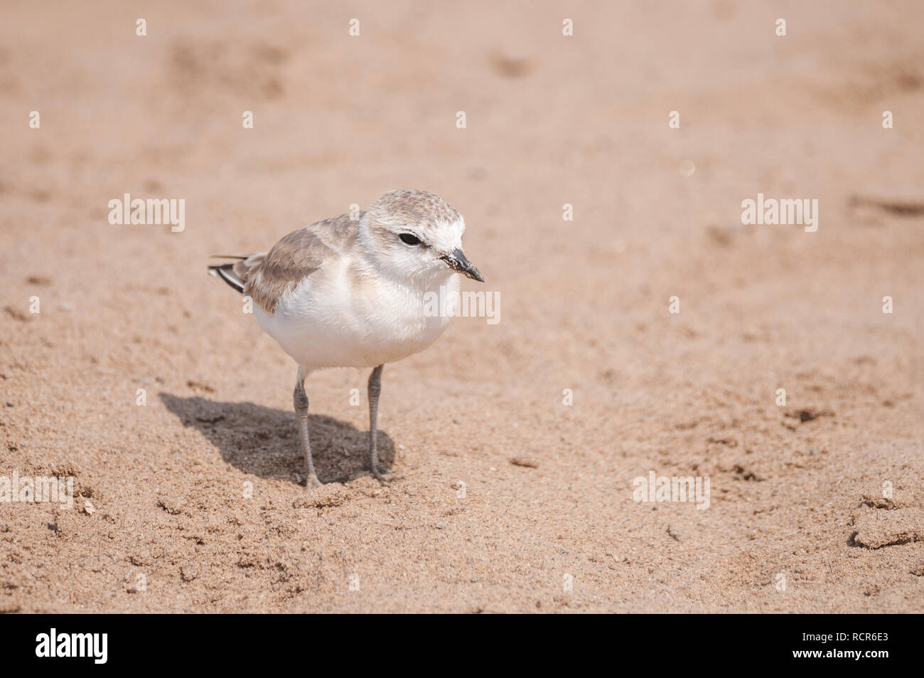 Charadrius marginatus, white-fronted plover, on the ground, Namibia Stock Photo