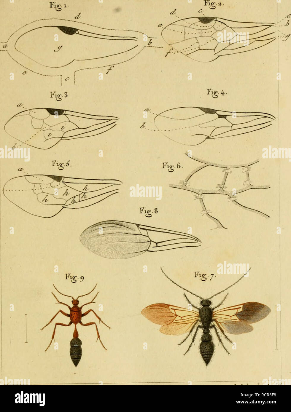 Dictionnaire Classique D Histoire Naturelle Natural History C T Aza C Rjye Ctjnrrf V Ay J L Jc Y R Cyyv V A A Lt Yirrt Z Ej Janj U J J J Fij O I A Ercj Voi F A L Ailes J Please Note That These Images Are Extracted Dictionnaire Classique D Histoire Naturelle Natural History C T Aza C Rjye Ctjnrrf V Ay J L Jc Y R Cyyv V A A Lt Yirrt Z Ej Janj U J J J Fij O I A Ercj Voi F A L Ailes J Please Note That These Images Are Extracted
