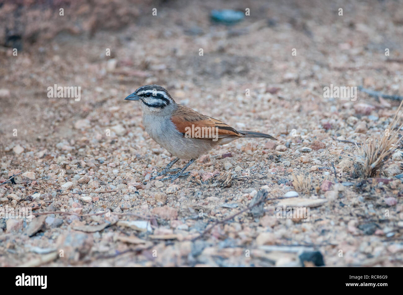 Cape bunting, Emberiza capensis, on the ground, Namibia Stock Photo