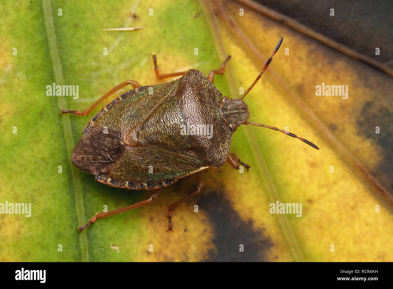 Dorsal view of Common Green Shieldbug (Palomena prasina) in its winter colouration. Tipperary, Ireland Stock Photo