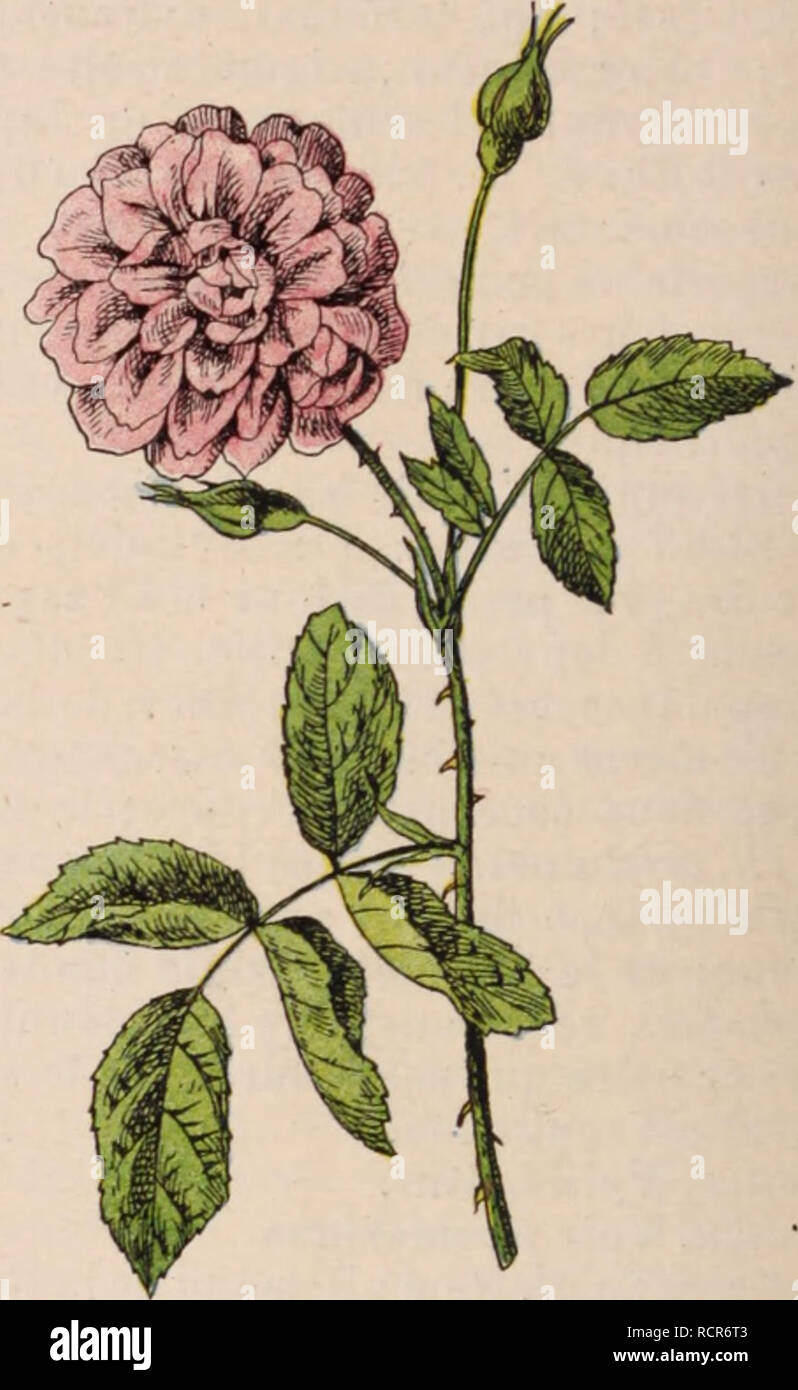 . Dictionnaire d'horticulture illustrÃ© / par D. Bois  prÃ©face de Maxime Cornu  avec la collaboration de E. AndrÃ© ... [et al.].. Horticulture; Dictionaries.. Fig. 775. â Rose multiflore. Rosa multiflora Thunb. 0 R. multiflora Thunb. (B. potyantha S. et Z.) B. multiflore (Fig. 775.) â Asie. â B. M. 1059 et 7119; B. R. 425, 1372; Bois, Atl. Pl. Jard. pl. 82; Red. roses, 91, 92; Herb. Amat. 1, 67. â Files, Ã©troitement obovales, attÃ©nuÃ©es Ã la base, pubescentes; stipules laciniÃ©es; fl. blanches, roses ou rouges, en pyramide. R. setigera Mich. (B. rubifolia Br.) B. sÃ¨tigere. â AmÃ©r. du Nord Stock Photo