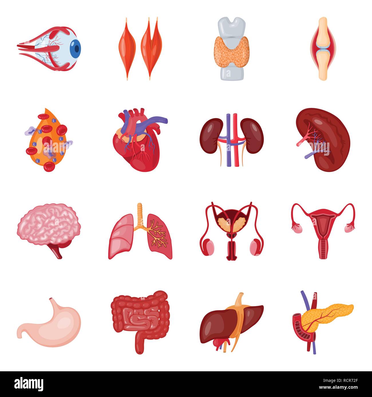eyeball,muscle,dorsal,bone,blood,heart,kidney,brain,lung,urinary ...
