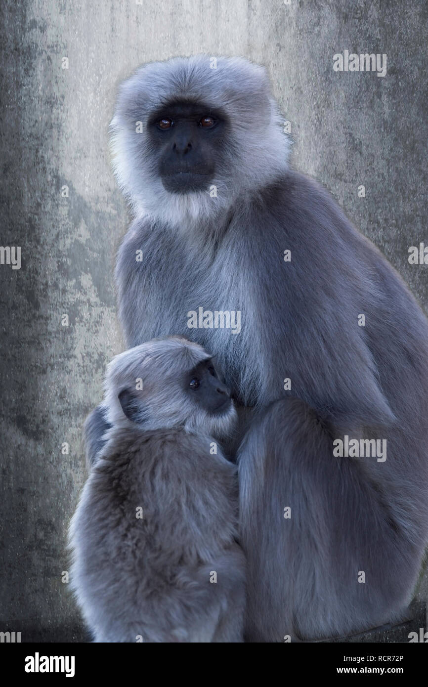 Mother and baby Grey Langur, Shimla India Stock Photo