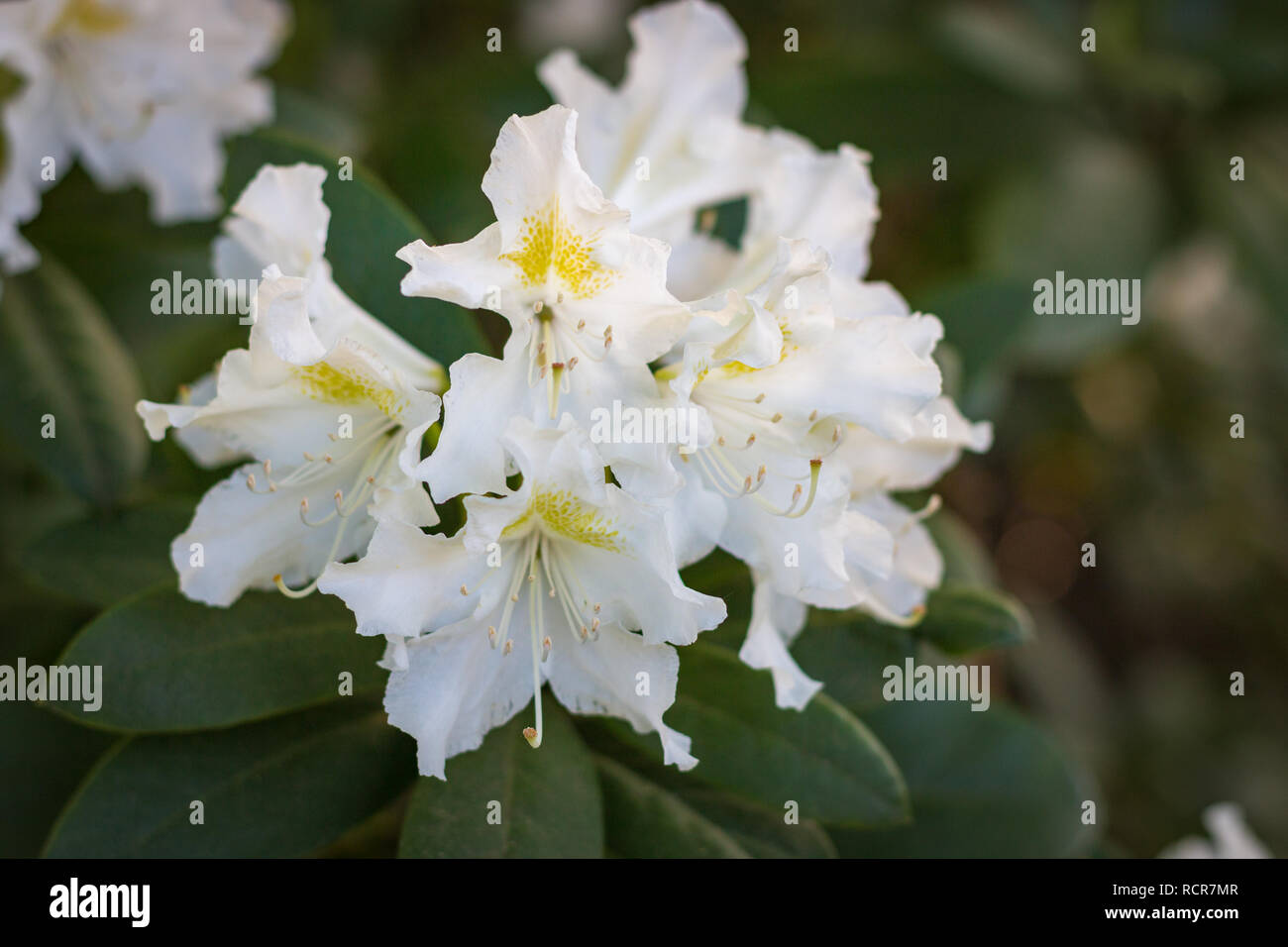 Close-up of white rhododendron flower blooming in a garden Stock Photo