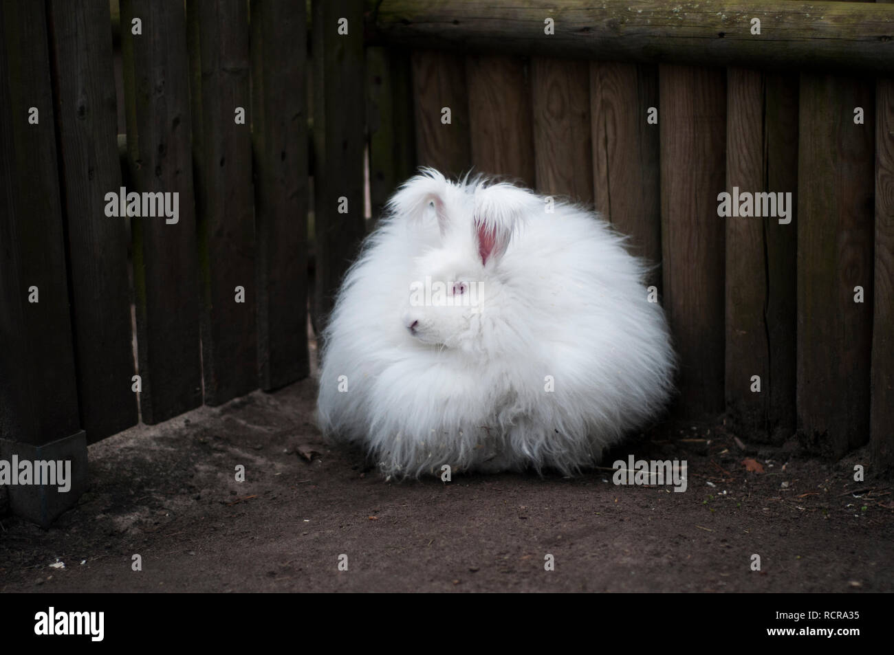 Angora bunny hi-res stock photography and images - Alamy
