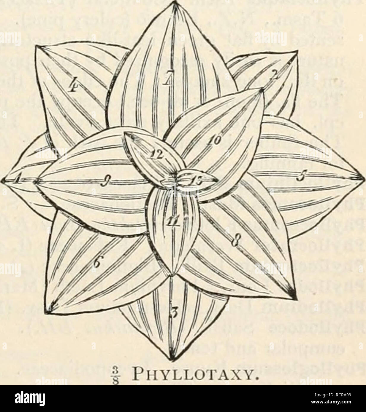. A dictionary of the flowering plants and ferns. Botany. PHYLLO- 5°7 Phyllarthron DC. Bignoniaceae (4). 6 Madag., Mascarenes. The 1. is reduced to a jointed winged petiole. Phyllepidum Rafin. Amarantaceae (inc. sed.). Gen. dubium. i N. Am. Phyllis L. Rubiaceae (n. 7). i Canaries, Madeira. Phyllitis Ludwig. Polypodiaceae. 10 trop. and subtrop. Phyllo- (Gr. pref.), -phyllous (suff.), leaf; -clade, a stem structure usu. ± flattened and serving 1. purposes, Asparagus, Baccharis, Bos- siaea, Carmichaelia, ffibbertia, Lathyrus, Leinna, Miiehlenbeckia, Oxalis, Phyllanthus, Phyllocladns, RHSCHS, Seme Stock Photo