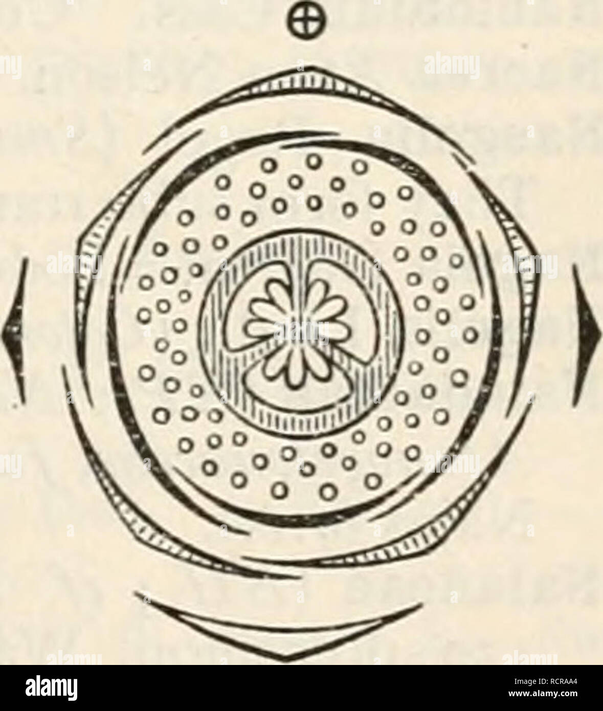 . A dictionary of the flowering plants and ferns. Botany. M YRTILLOCA ...