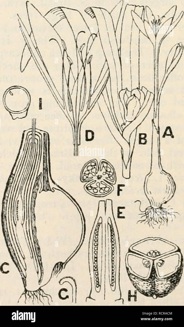 A dictionary of the flowering plants and ferns. Botany. COIX the (f project  beyond the mouth; cult, for food in Khasia Hills and Burma ; used in  medicine in China. Cola