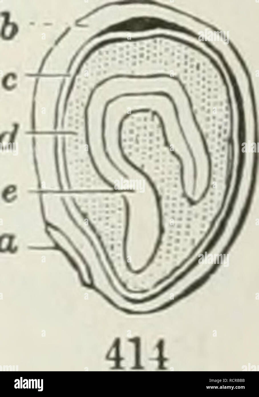 . The elements of botany for beginners and for schools. Botany. Section ...