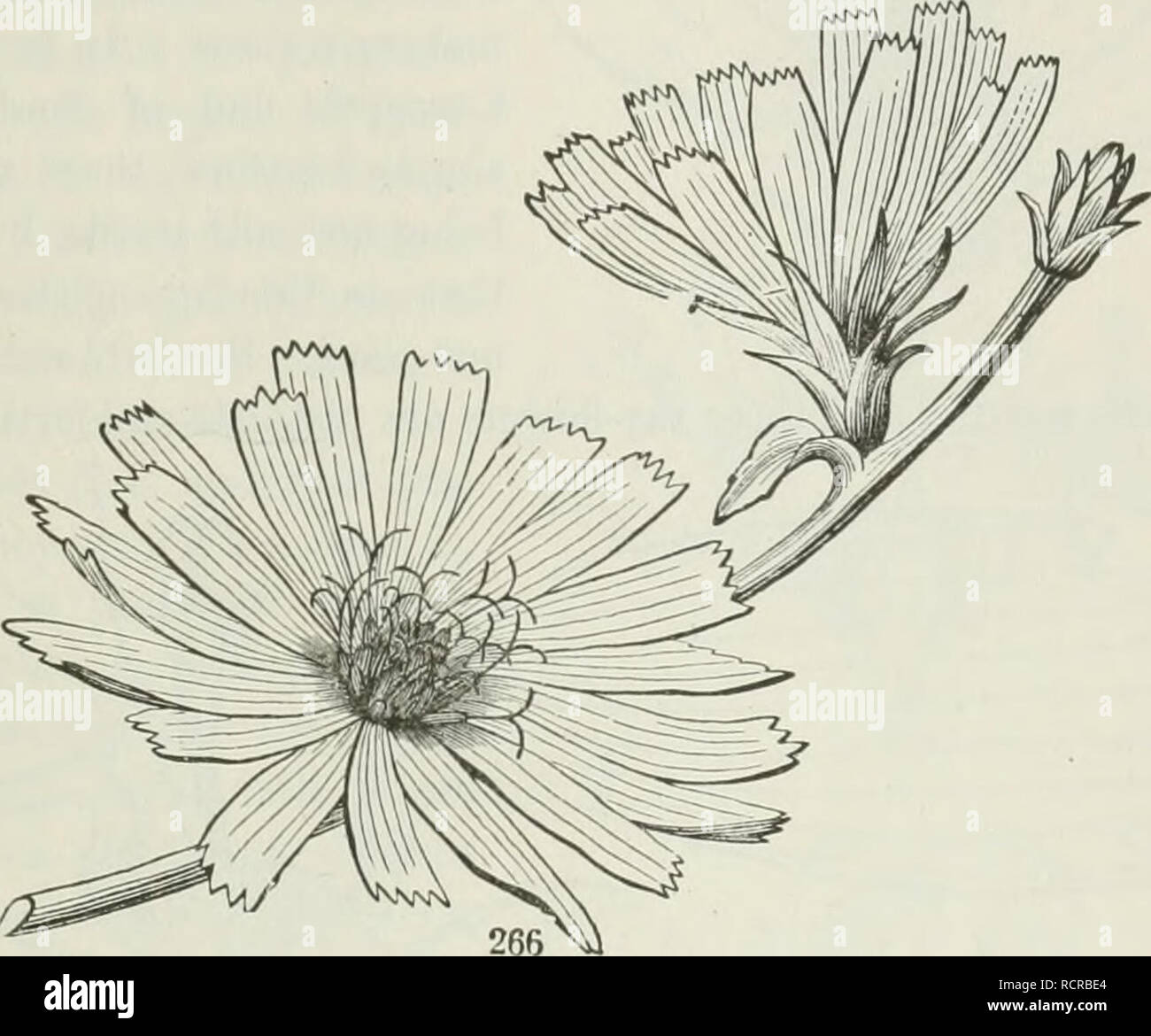 . The elements of botany for beginners and for schools. Botany. SECTION
