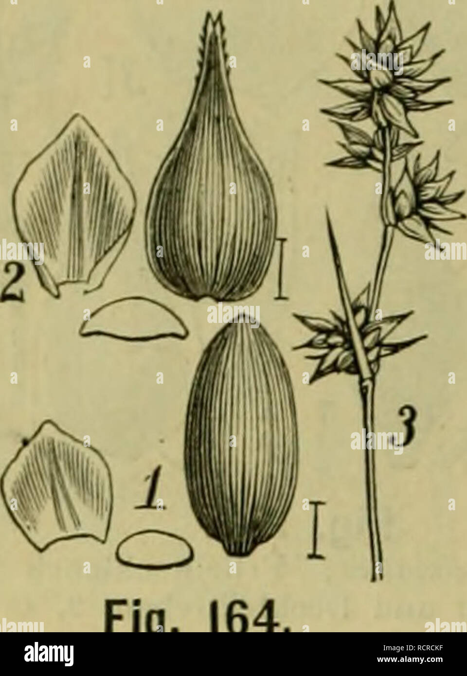 . Deutsche Flora. Pharmaceutisch-medicinische Botanik. Ein Grundriss der systematischen Botanik zum Selbststudium für Aerzte, Apotheker und Botaniker. Plants; Medicinal plants. 338 Monocotyledones. Glumaceae.. länger. Aehrchen grün, reif bräunlich, entfernt, die unteren yerästelt kopff. Fruchtschläuche aufrecht, lanzettlich, eif., planconvex, flügellos, feingestreift, in einen 2zähnigen, rauh-gewimperten Schnabel verschmälert, länger als ihre lan- zettlichen Deckblättchen. 2j. 5. 6. Feuchte Laubwälder, in Waldsümpfen, Bächen etc. hin und wieder. C. paniculata X remota. C. Bönninghausiana Weihe Stock Photo