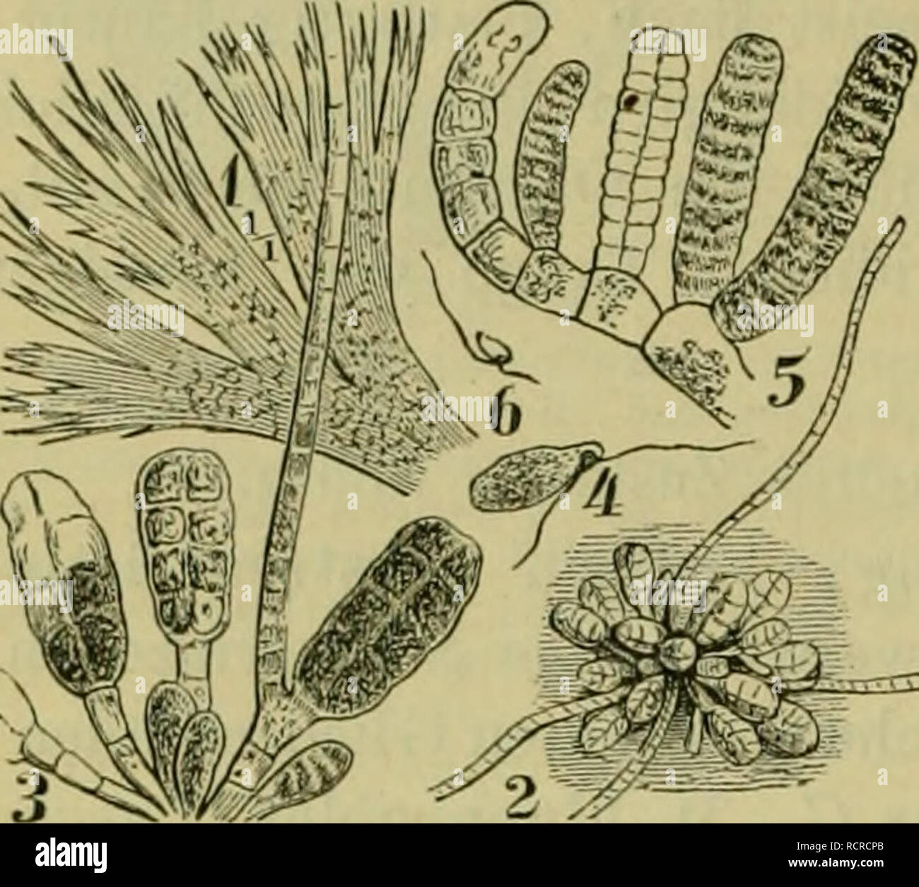 . Deutsche Flora. Pharmaceutischmedicinische Botanik. Ein Grundriss