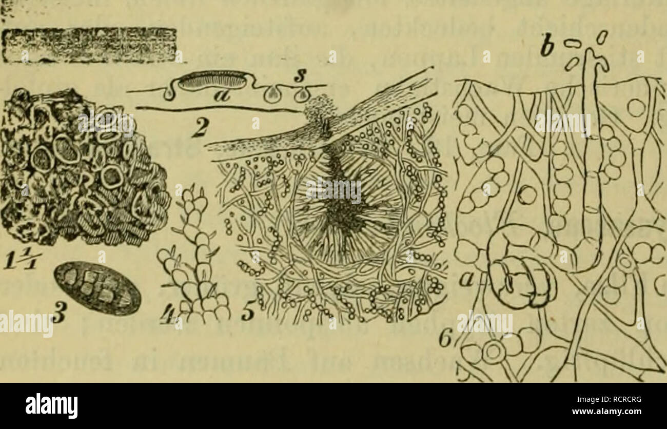 . Deutsche Flora. Pharmaceutisch-medicinische Botanik. Ein Grundriss der systematischen Botanik zum Selbststudium für Aerzte, Apotheker und Botaniker. Plants; Medicinal plants. Fig. 76. Coenoguniuin andinum. 1. Thallusstückclien mit Oogouiuui. 2. Dasselbe a. Polliiiodien. 3. Dasselbe mehr entwickelt. 4. und 5. Zellen aus dem Centrum eines ähnliclien, mehr entwickelten. 6. Junge Schlauch- und Paraphysen-Zeilen. 7. Apothecium halb entwickelt. 8. Reife Schläuche und Saftfäden. 9. Saamen. Fig. 75. Ephebe pubescens. 1. Ein bei * Apothecien tragender Zweig. 2. Ein anderer bei * Sperraogonien tragend Stock Photo