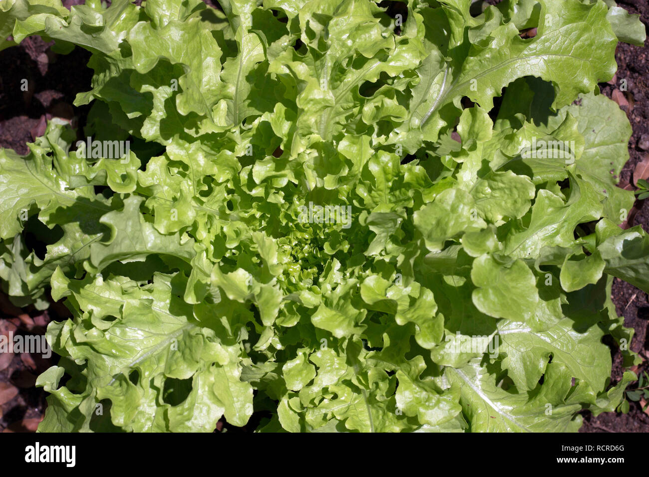 Bright green lettuce on a sunny day ready to harvest Stock Photo