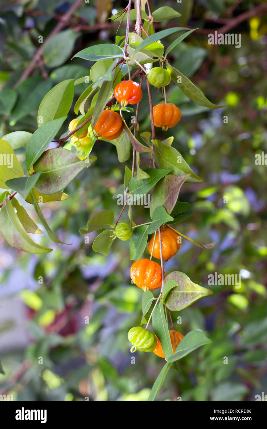 A branch with a bunch of ripe and unripe Brazilian cherries (Eugenia uniflora), known as 'pitanga' Stock Photo