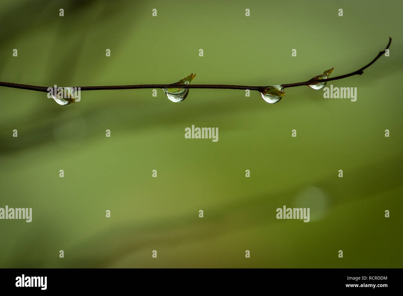 Raindrops in a tree branch Stock Photo