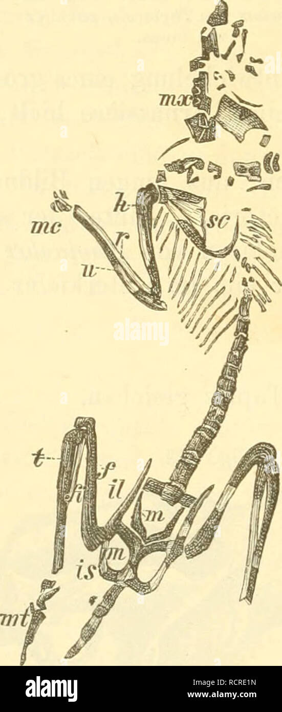 . Elemente der palaeontologie. (Palaeozoologie.). Paleontology. 522 Vertebrata. Fig. 624. JDiprotodon Oicen (Fig. 623)  i^ c i)m | m. Schädel bis meterlang, die entsprechend grossen Backenzähne wurden bei der Aehnlichkeit mit dem Bau von Tapirzähnen der Gattung Bmotlierium zugeschrieben. Nototherium Owen (= Zygomaturus Macleay) mit | i; etwas kleiner als Diprotodon, besass ebenfalls ein Gebiss, welches an jenes der placentalen Froboscidier erinnert. Stereognathus Owen. Ein Unterkieferfragment mit drei sechsspitzigen Backenzähnen aus den Schichten von Stonesfield, wurde als 8t. oolithicus bes Stock Photo