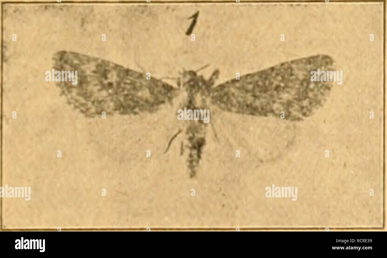 . Deutsche entomologische Zeitschrift Iris. Lepidoptera. Dr. H. Rebel