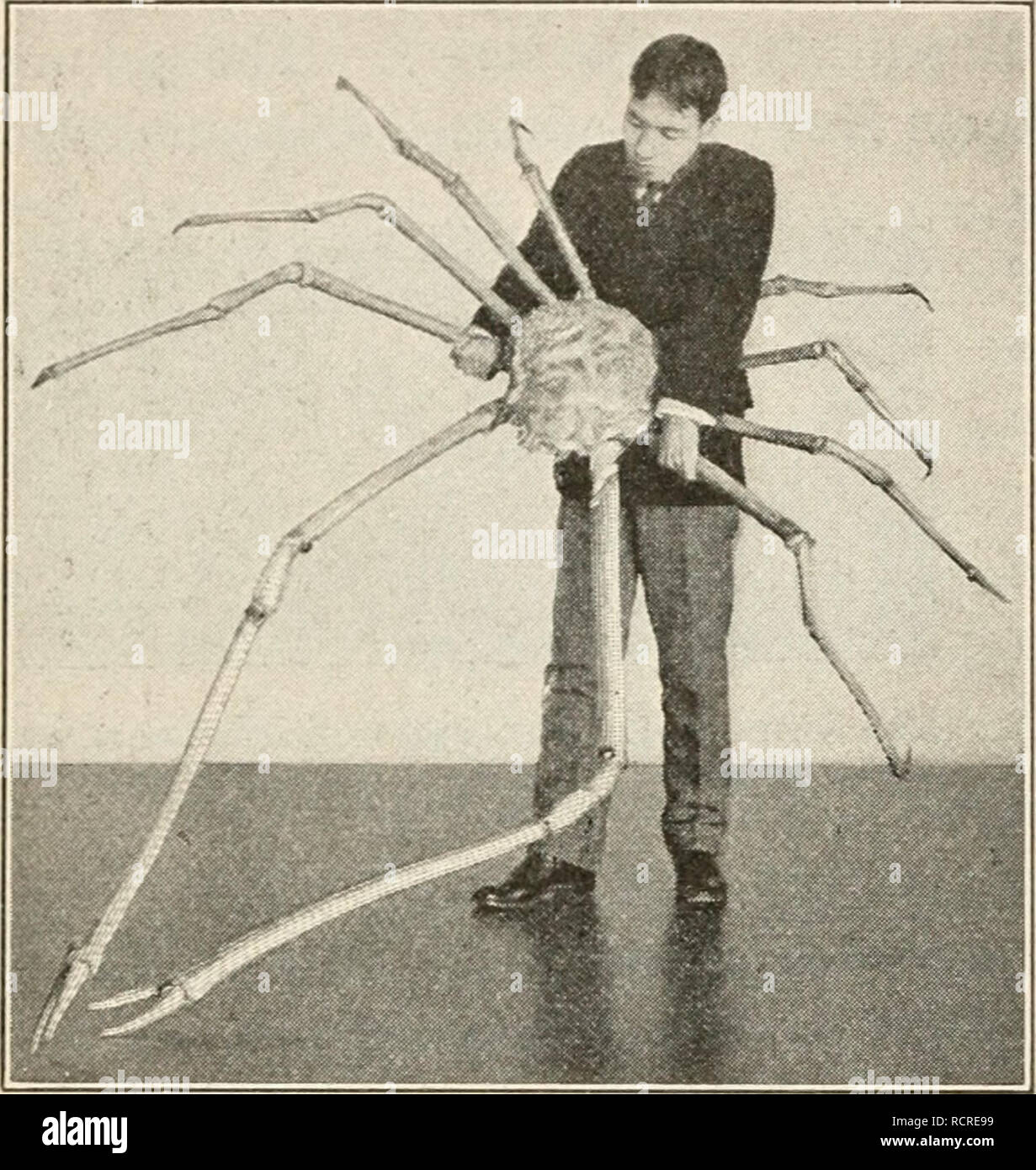Elements Of Biology A Practical Text Book Correlating Botany Zoology And Human Physiology Biology 224 Zoology A Deep Water Crab Often Seen Along Long Island Sound Is The Spider Crab Or Sea Spider Elements Of Biology A Practical Text Book Correlating Botany Zoology And Human Physiology Biology 224 Zoology A Deep Water Crab Often Seen Along Long Island Sound Is The Spider Crab Or Sea Spider