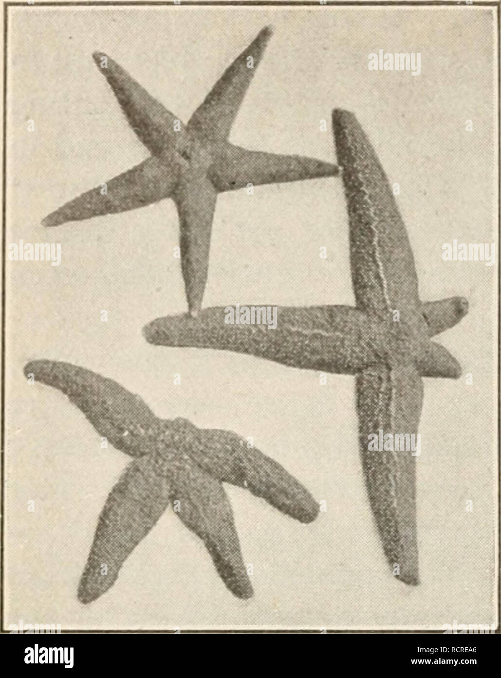 Starfish regeneration arms hires stock photography and images Alamy