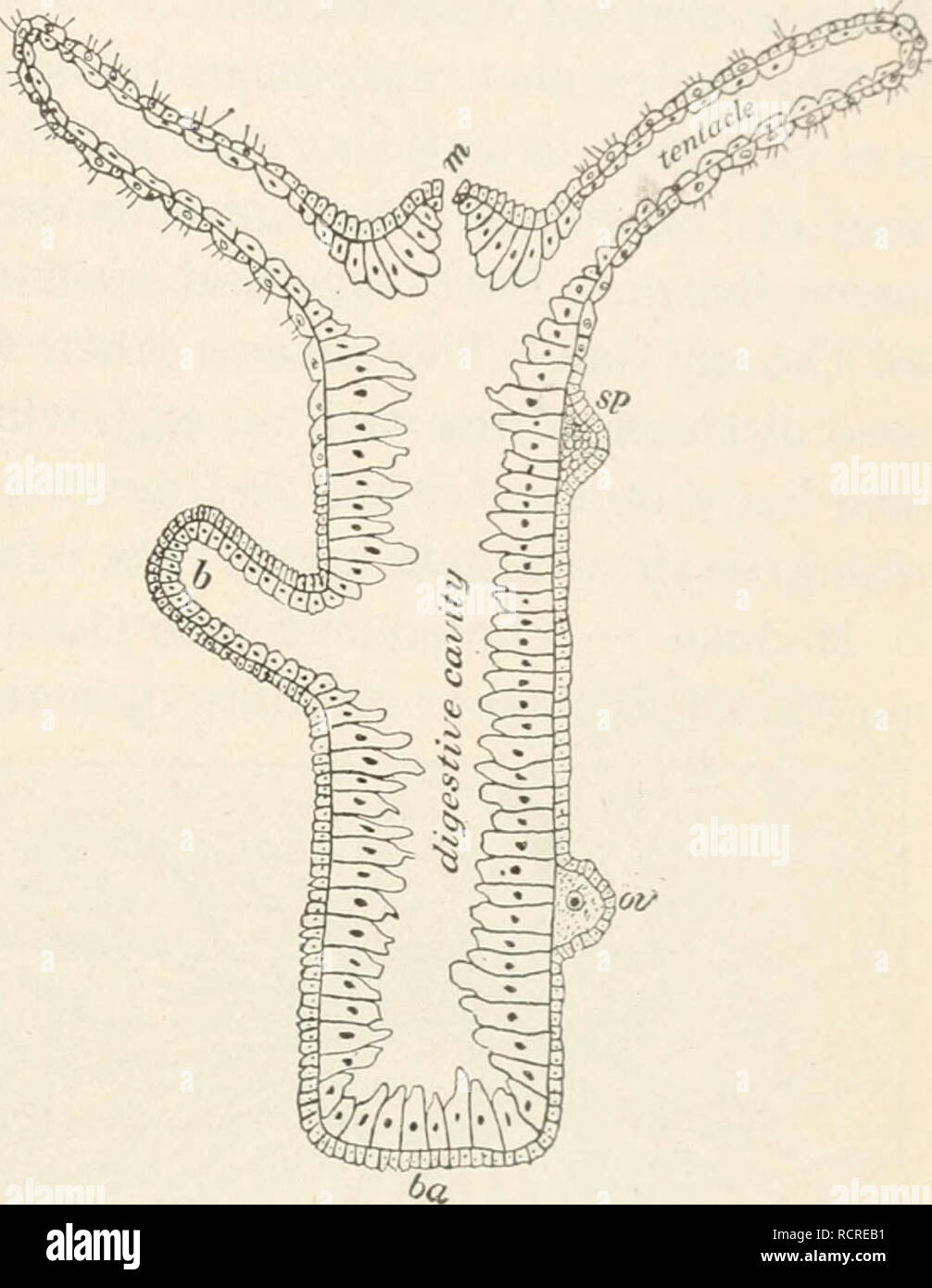 . Elements of biology; a practical text-book correlating botany, zoology, and human physiology. Biology. CCELENTERATES 197 tion from the cnidoblast. The '' explosion " of the cell results in the ejection of the dart and injection of the poisonous acid into the victim. The animal hit by a number of these darts is usually so paralyzed that further resistance is impossible. Food Taking. — The tentacles then reach out like arms, grasp the food, and bend over with it toward the mouth. Digestion takes place by means of a fluid given out from some of the cells near the mouth. After the food has Stock Photo