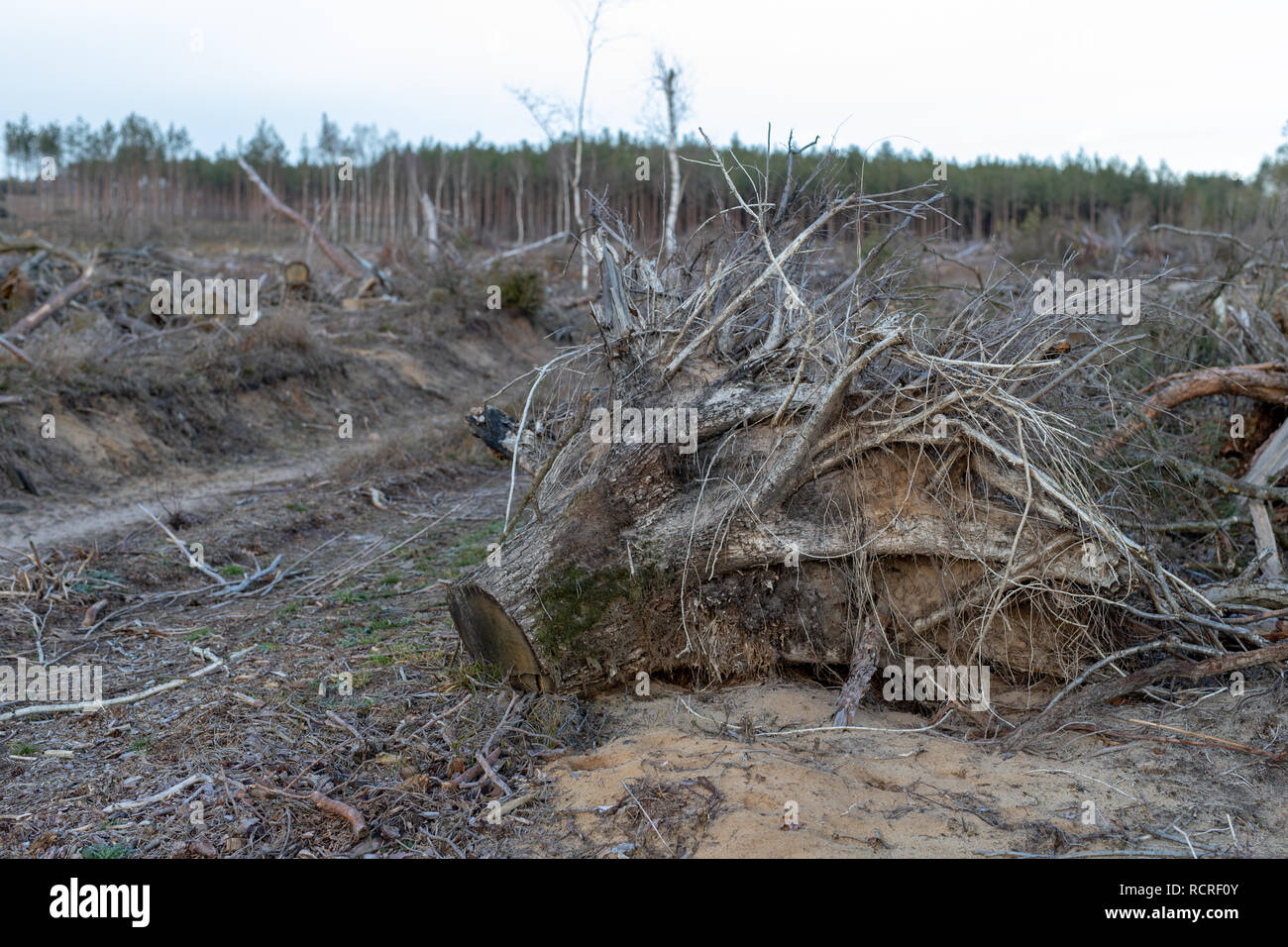 The root of a tree uprooted by a strong wind. A place of logging in Central Europe. Season winter. Stock Photo
