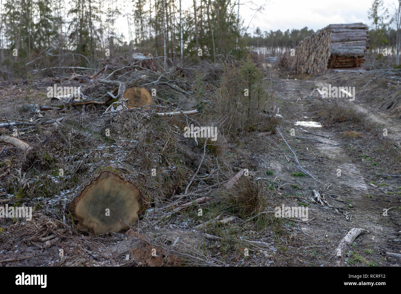 The root of a tree uprooted by a strong wind. A place of logging in Central Europe. Season winter. Stock Photo