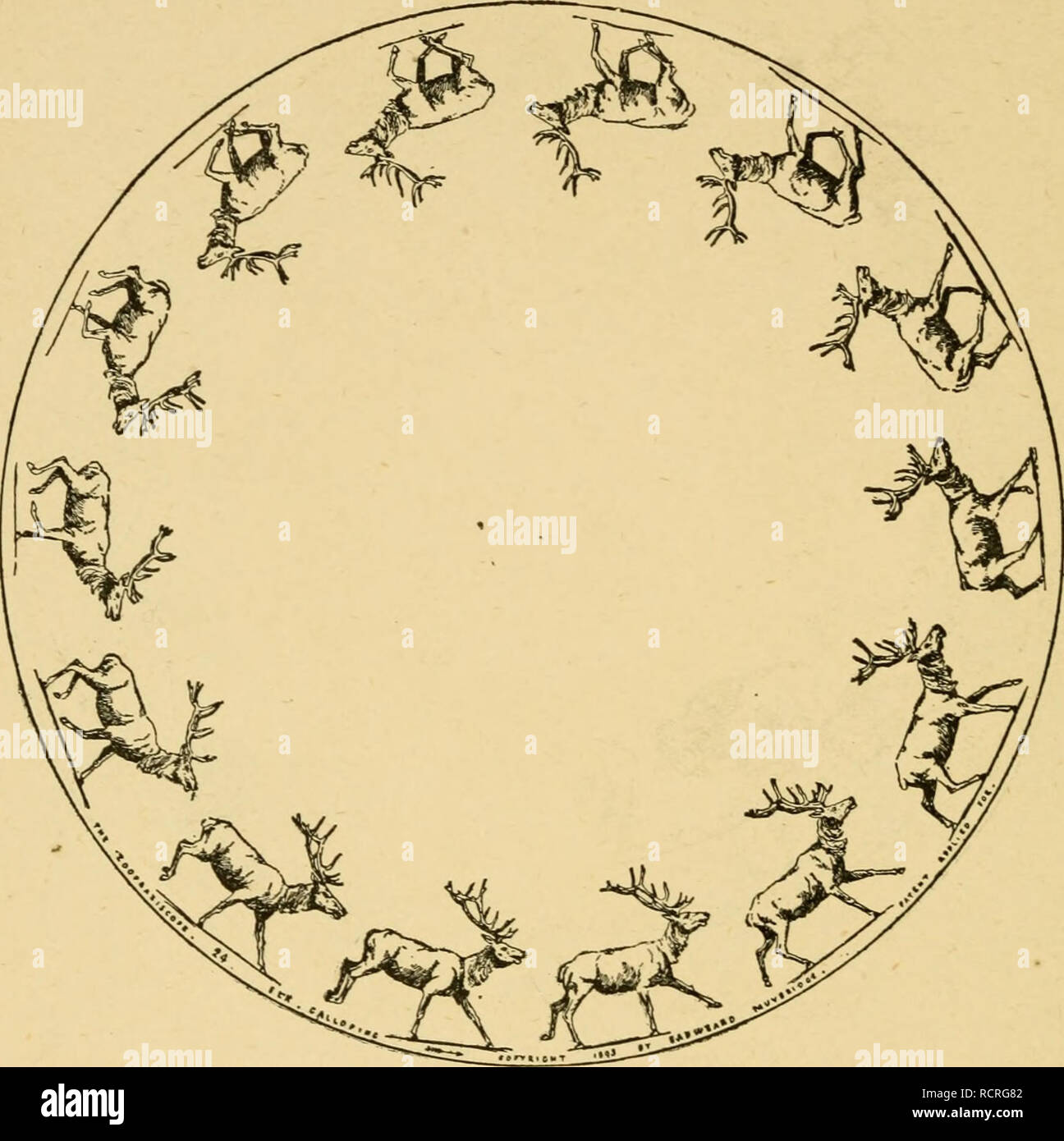 Zoopraxiscope horse hires stock photography and images Alamy