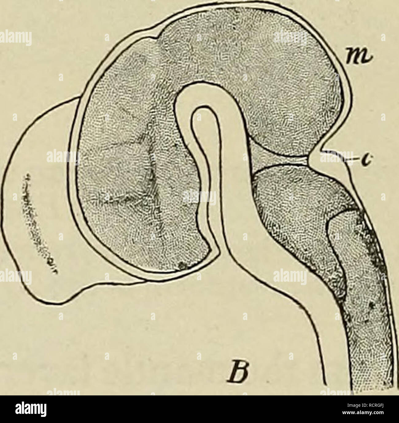 Human brain development from embryo hi-res stock photography and images ...