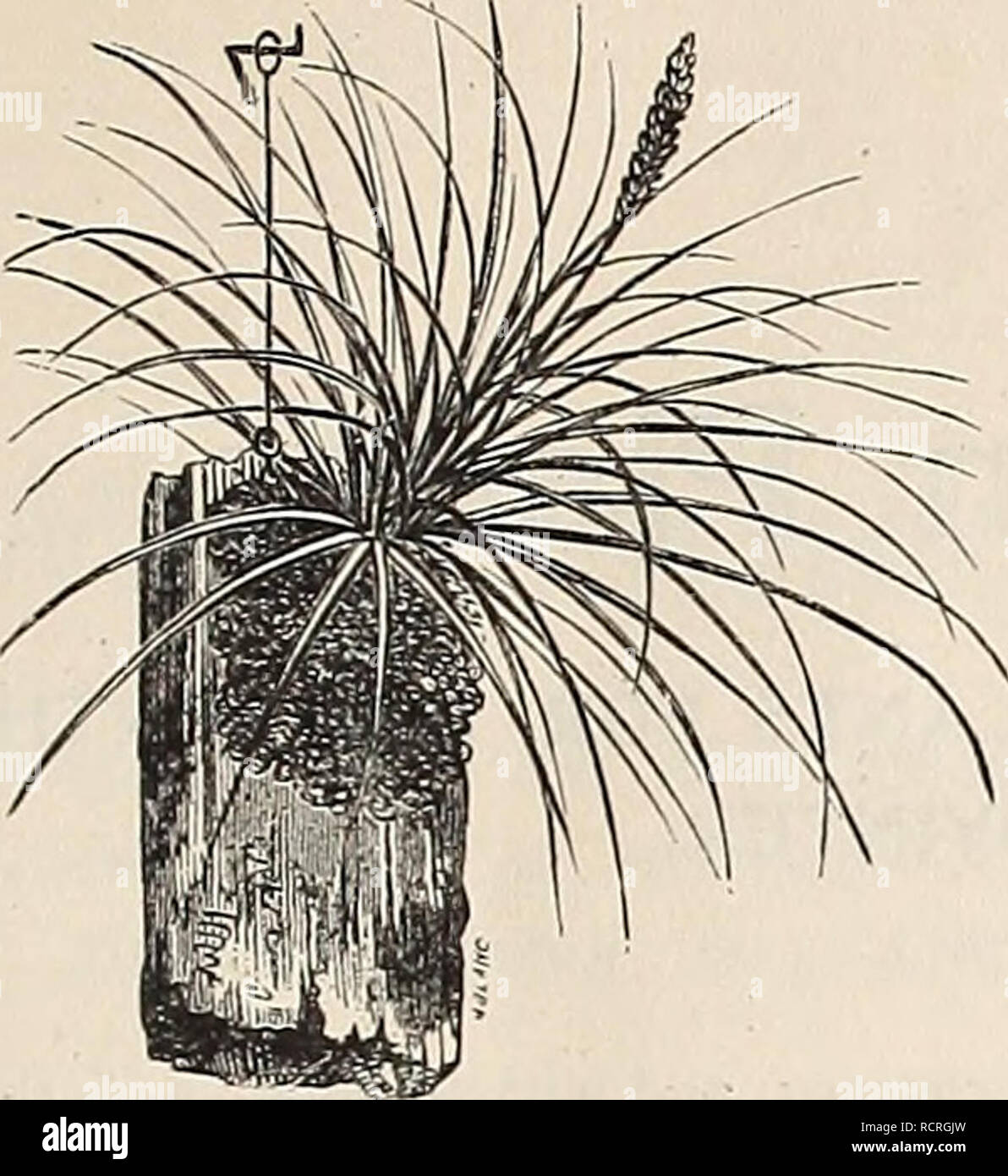 . Descriptive and illustrated catalogue and manual of Royal Palm Nurseries. Nurseries (Horticulture), Florida, Catalogs; Tropical plants, Catalogs; Fruit trees, Seedlings, Catalogs; Citrus fruit industry, Catalogs; Fruit, Catalogs; Plants, Ornamental, Catalogs. TiLLANDSIAS AND SUCCULENTS. 45. Tillandsia bracleata. TILLAHDSIA, continued. grow on for years, the old plants dying away after tliey bloom, and the young plants coming from the base.&quot; T. Bartramii. A small, neat species, with bril- liant red bracts and purple flowers. 25 cents each. T. bracteata. One of the largest Wild Pines or A Stock Photo