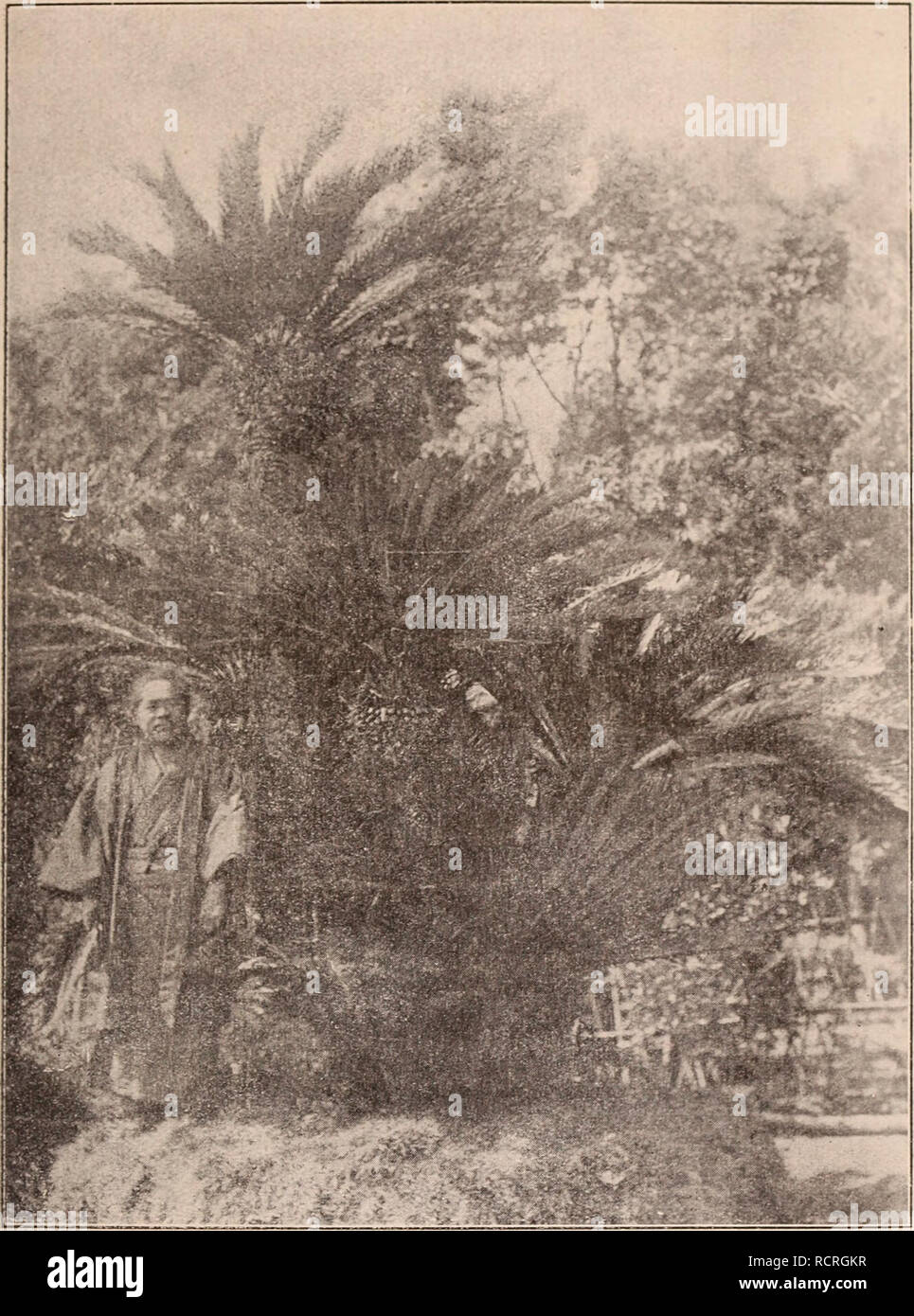 . Descriptive catalogue of flowering, ornamental trees, shrubs, bulbs, herbs, climbers, fruit trees, &amp;c., &amp;c., &amp;c. / for sale by the Yokohama Nursery Co., Limited.. Nursery Catalogue. CATAI.OGUE OF THE YOKOHAMA NURSERY Co., Ltd. (1912).. rii^lloutacliys aurea, variegata, varic- gciteil both leaves and stem—height: 2-2J ft.; per 10 $2.00. Faiiihiisa, Haiichiku, (Blotched ham boo) a variety of Phyllo- stachys Henonis witii dark blotches on the steam, one of the best garden varieties : — per 10, $2.20 ; per 100, $20.00. IJambiiSii i^ygniaea, ornamental grassy bamboo 3-5 inclics high ( Stock Photo