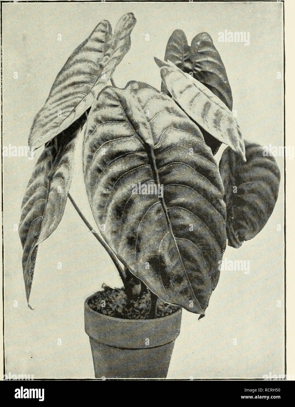 . Descriptive illustrated catalogue of new and rare seeds, plants, and bulbs. Bulbs (Plants) Catalogs; Flowers Seeds Catalogs; Plants, Ornamental Catalogs; Vegetables Seeds Catalogs; Gardening Equipment and supplies Catalogs; Commercial catalogs New Jersey. Alocasia metai.lica. (See page 157.). Please note that these images are extracted from scanned page images that may have been digitally enhanced for readability - coloration and appearance of these illustrations may not perfectly resemble the original work.. United States Nurseries; Pitcher, James R; Manda, W. A; Pitcher & Manda; Henry Stock Photo